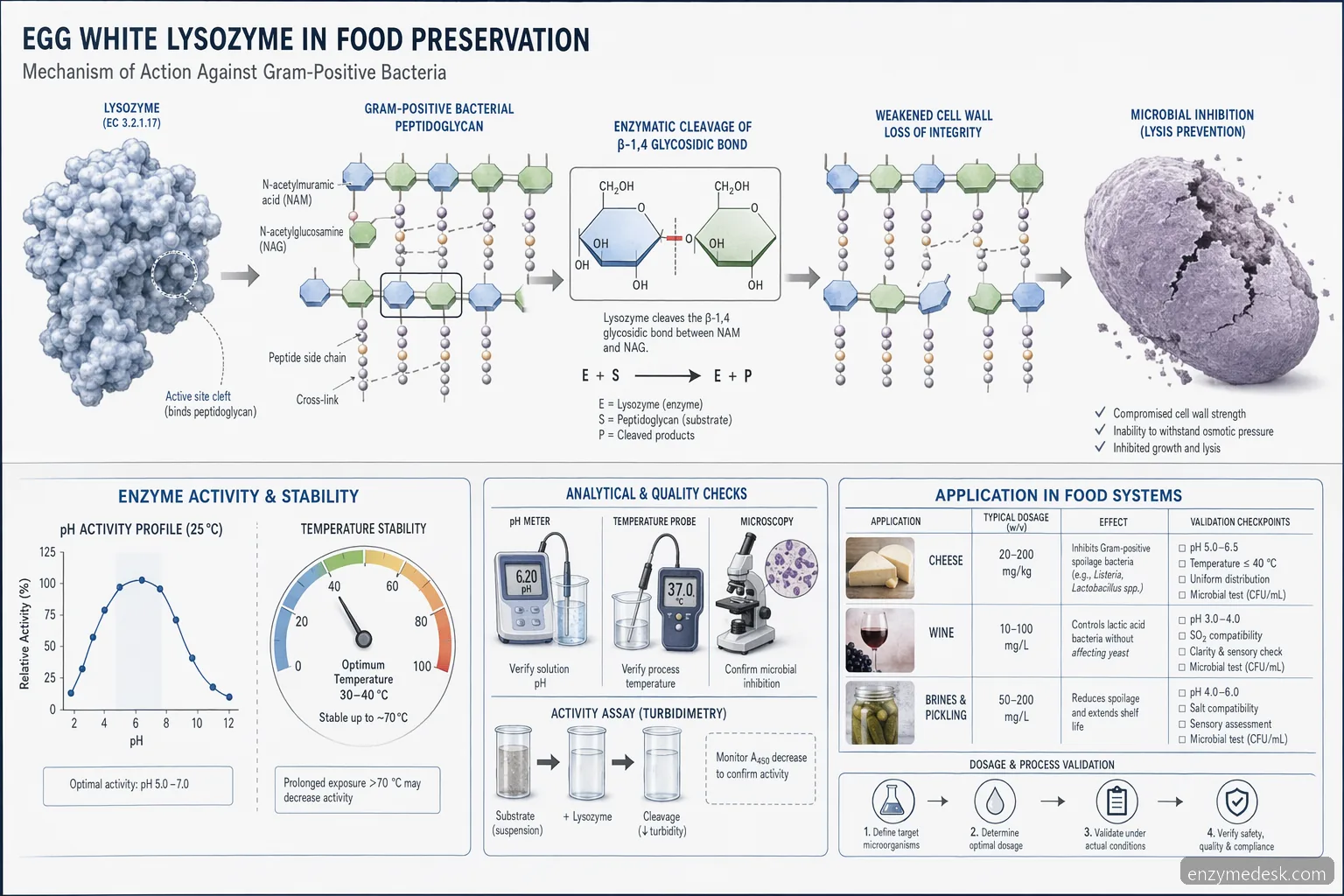 egg white lysozyme food preservation diagram showing peptidoglycan cleavage, pH-temperature window and dose validation