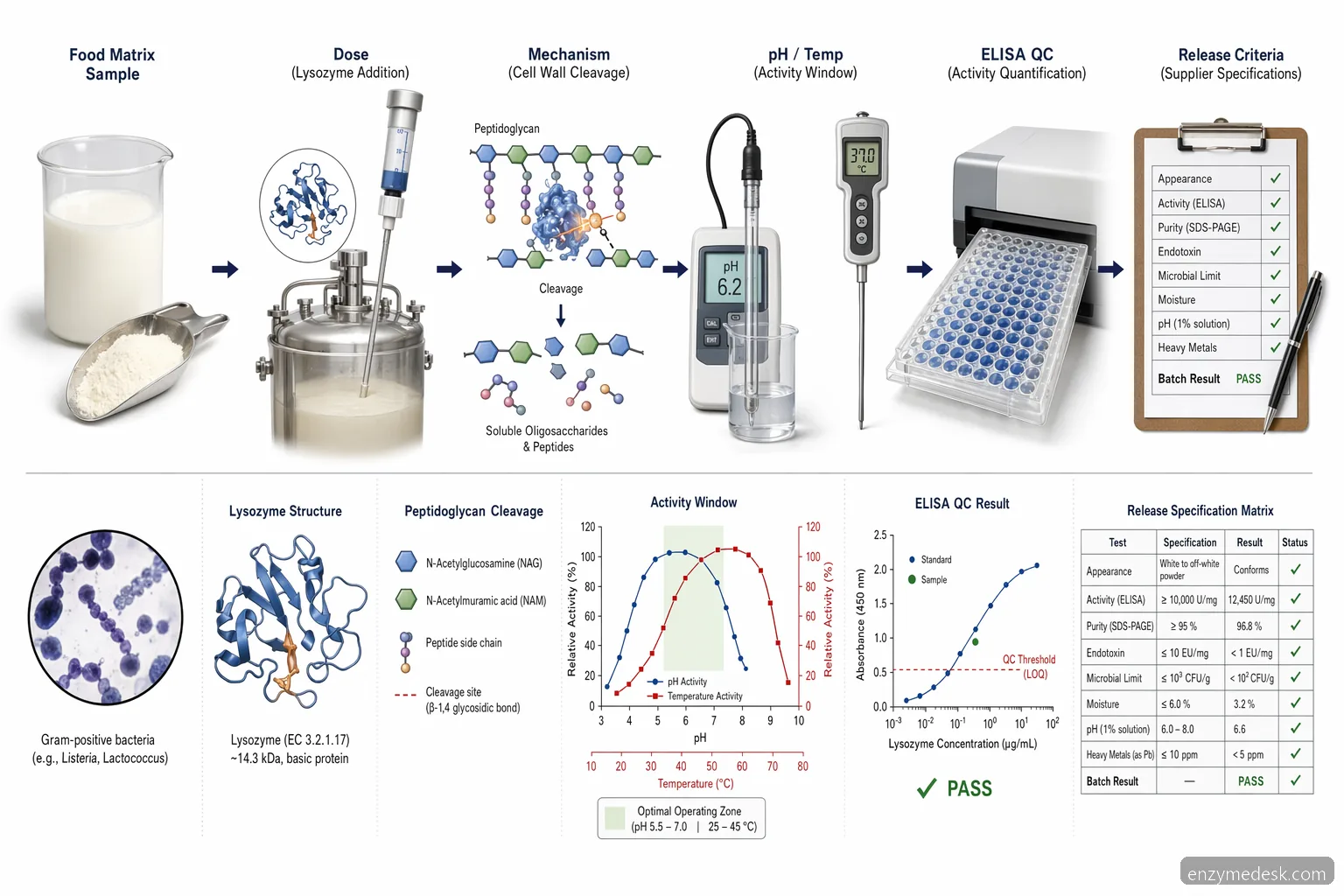 lysozyme elisa supplier guide: process curve links pH, temperature, dosage, and QC release criteria